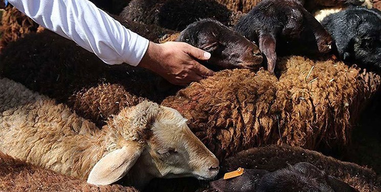 تلف شدن 14 راس گوسفند در برخورد پراید شازند