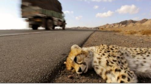 تلفات جاده‌ای گونه‌های حیات وحش در حال افزایش است