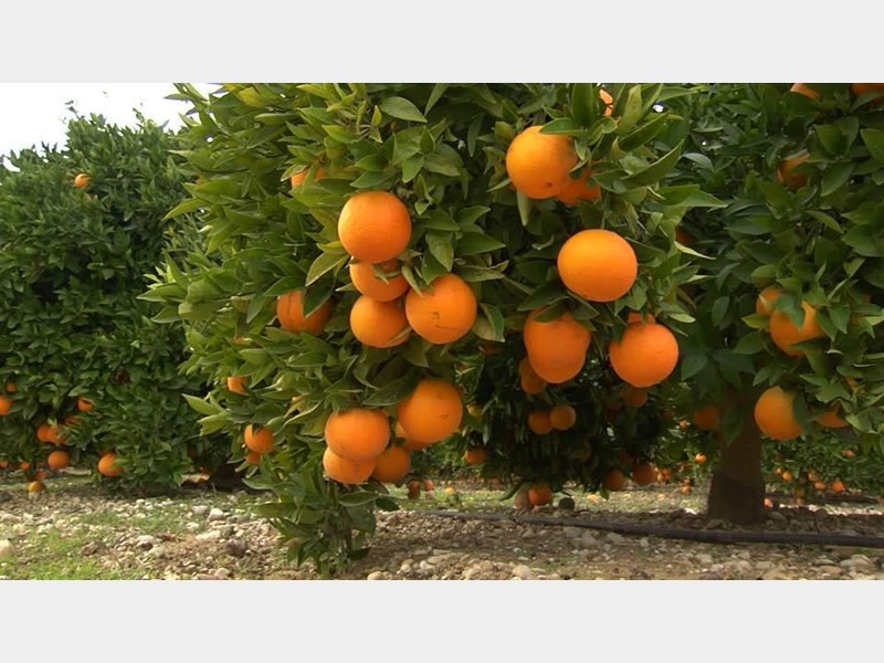 کاهش ۵۰ درصدی خسارات آفت مگس مدیترانه‌ای در کرمان