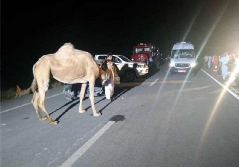 تصادف پراید با شتر در جاده ریگان - ایرانشهر 