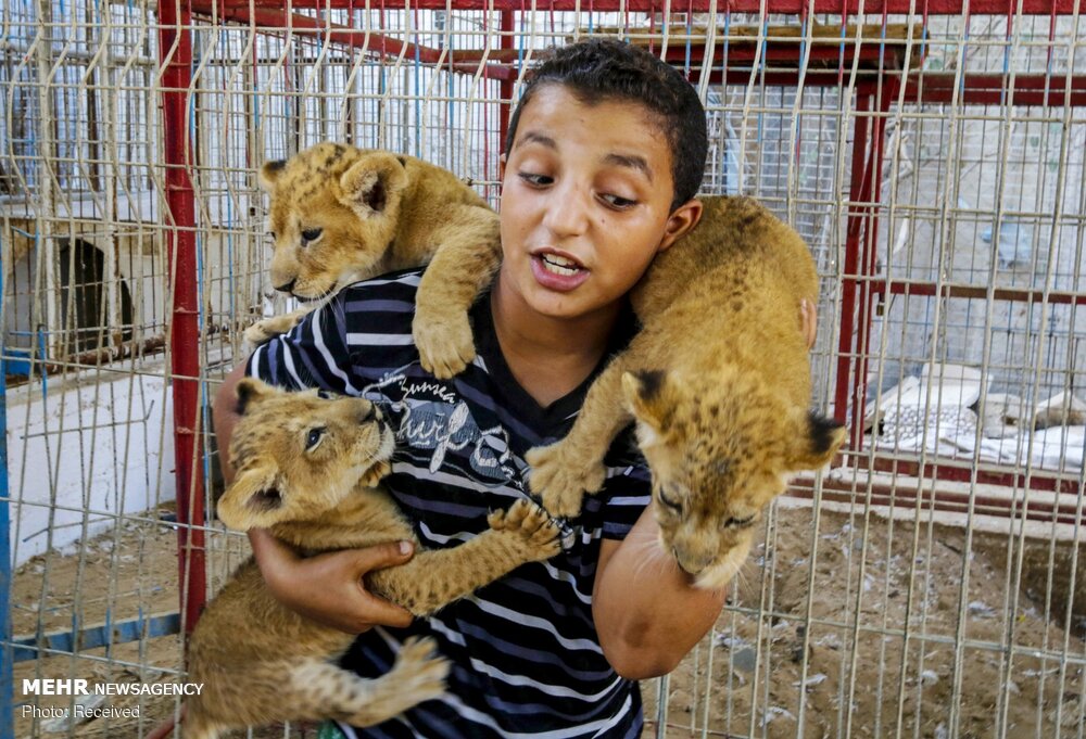 بچه شیرهای باغ وحش غزه‎