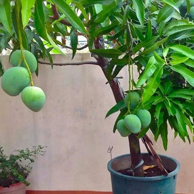 کاشت هسته انبه در خانه چگونه است؟