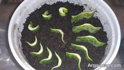 آموزش قلمه زدن سانسوریا، گیاه محبوب خانگی
