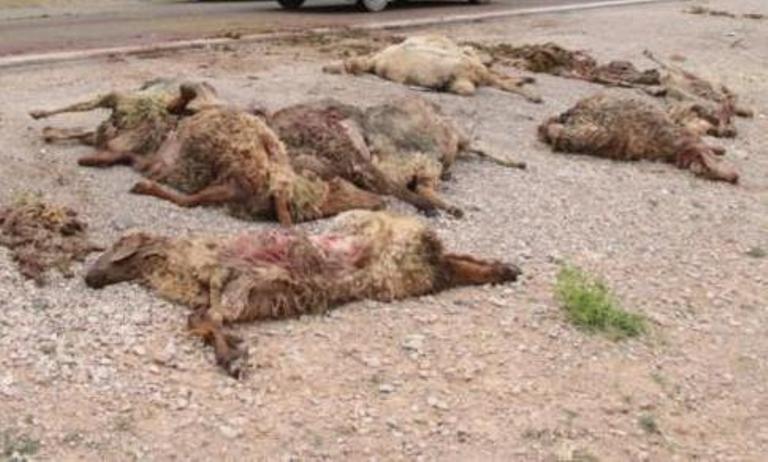 تلف شدن 17 راس گوسفند در حادثه رانندگی در اردبیل