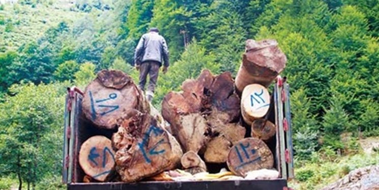 کشف 20 تن چوب جنگلی قاچاق در تنکابن