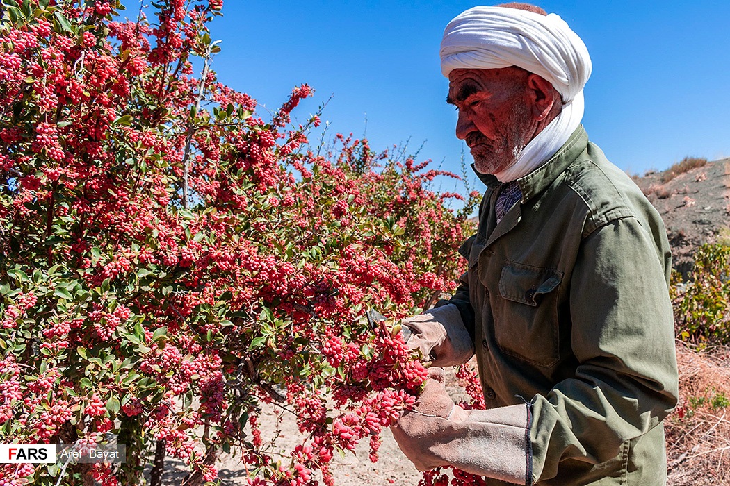 عکس/ برداشت زرشک از مزارع خراسان‌جنوبی