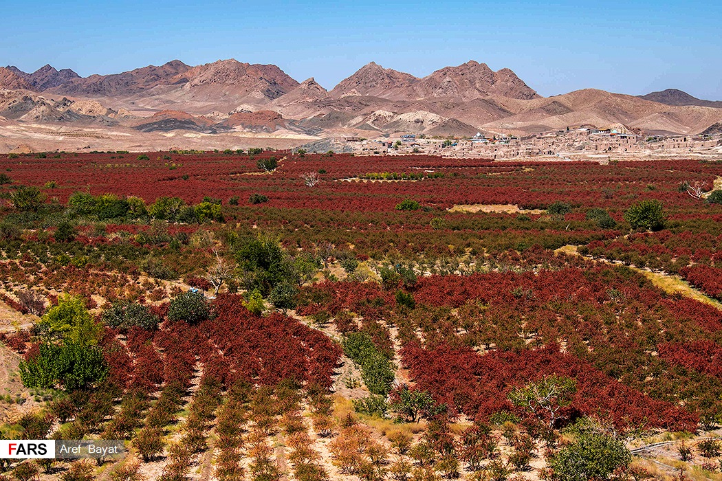 عکس/ برداشت زرشک از مزارع خراسان‌جنوبی