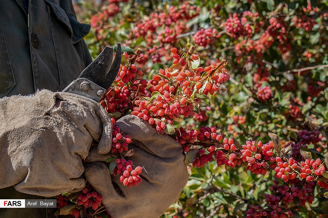 عکس/ برداشت زرشک از مزارع خراسان‌جنوبی