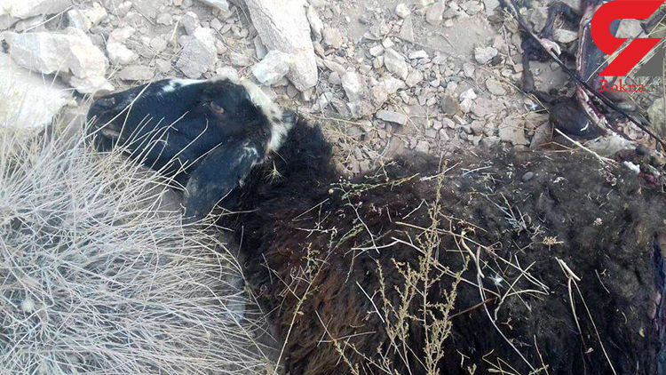 حمله 3 گرگ به روستایی در سیرجان