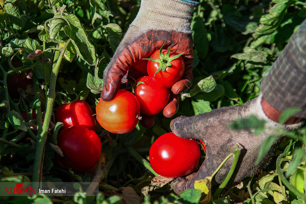 عکس/ برداشت گوجه فرنگی در سنندج