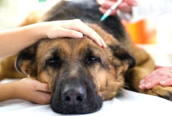 گامی برای درمان سرطان در سگ‌‌ها