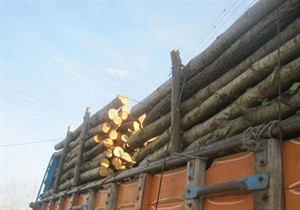 دستگیر قاچاقچی چوب در نوکنده