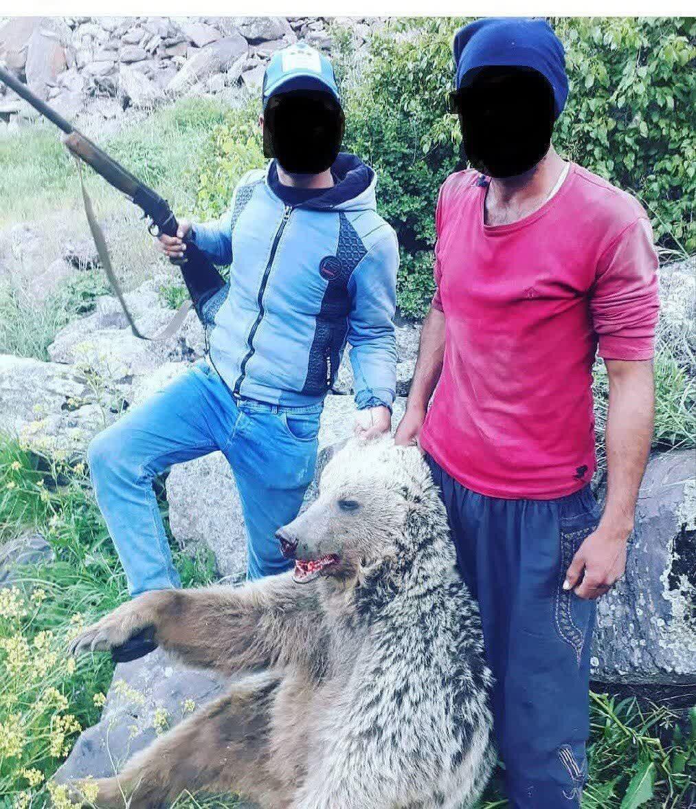 عاملان انتشار عکس کشتار خرس در ماکو شناسایی شدند