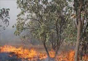 دستگیری عامل آتش سوزی منابع طبیعی فیروزآباد