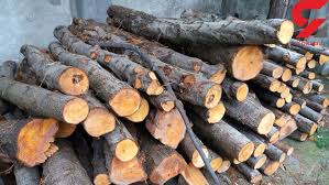 کشف بیش از 5 تن چوب قاچاق در گیلان