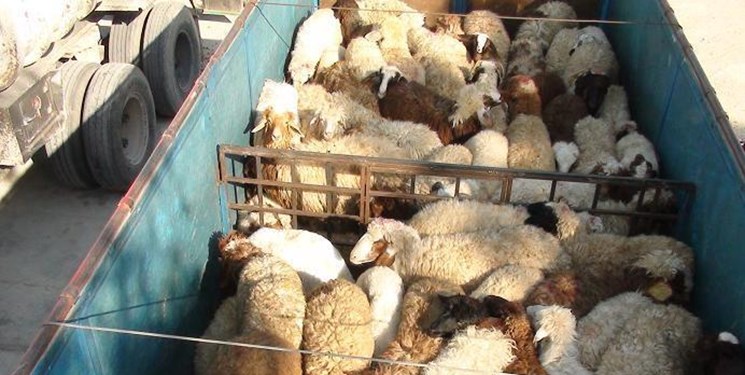 کشف ۲۰۰ راس گوسفند قاچاق در ایلام