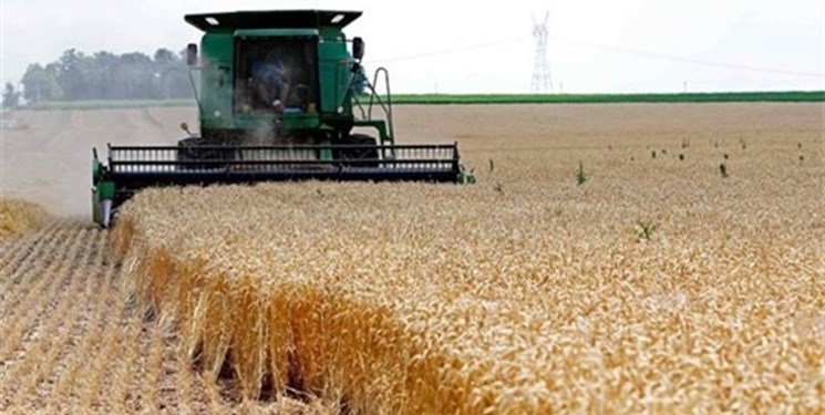 کردستان رتبه دوم تولید گندم کشور را کسب کرد