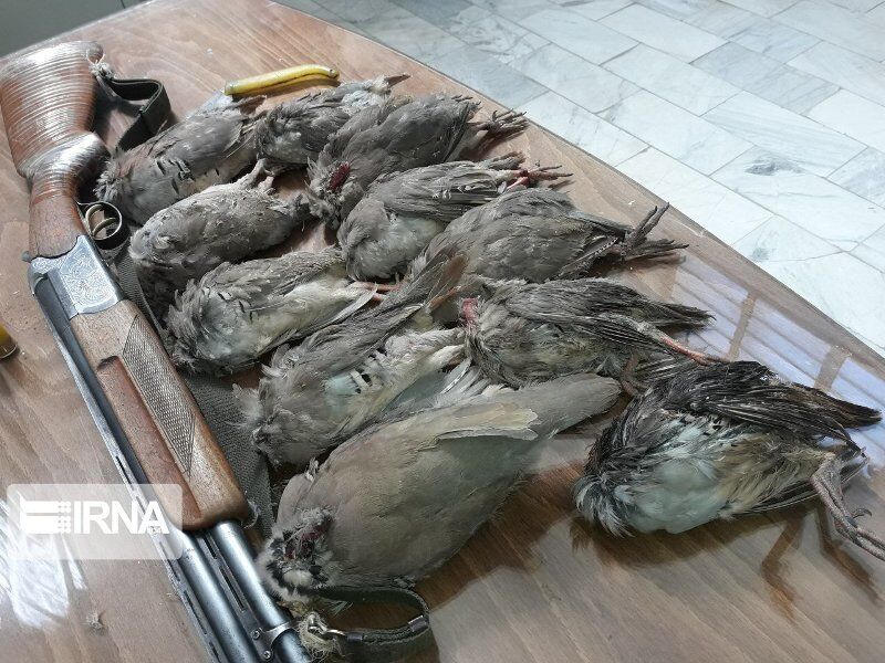 پروانه شکار در کردستان صادر نمی‌شود