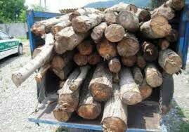 دستگیری متخلفان قاچاق و قطع چوب جنگلی در چهار محال و بختیاری‌