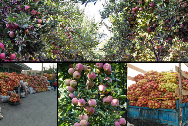 خرید حمایتی سیب پادرختی باغداران لرستانی