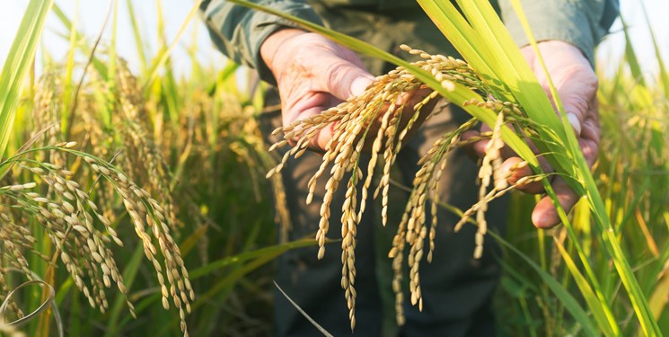 رئیس انجمن برنج خوزستان: صادرات برنج خوزستان به عراق عملی نیست