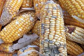 دپو ذرت‌های آلوده وارداتی در انبار گمرگ بندر امام خمینی(ره)