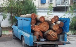 کشف ۲۰ تن چوب جنگلی قاچاق در زنجان