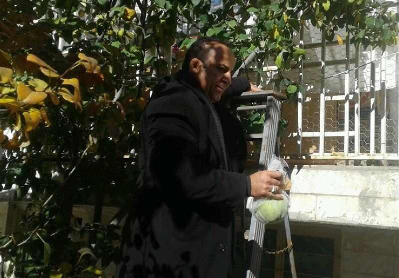 سنگین‌ترین گلابی ایران در دستان باغدار اردبیلی
