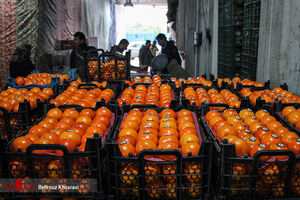 کشف ۱۳ تن پرتقال رنگ شده با مواد غیر مجاز