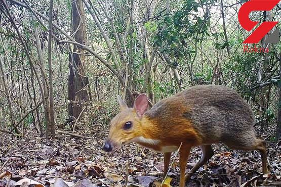 کشف یک جانور عجیب منقرض شده در ویتنام