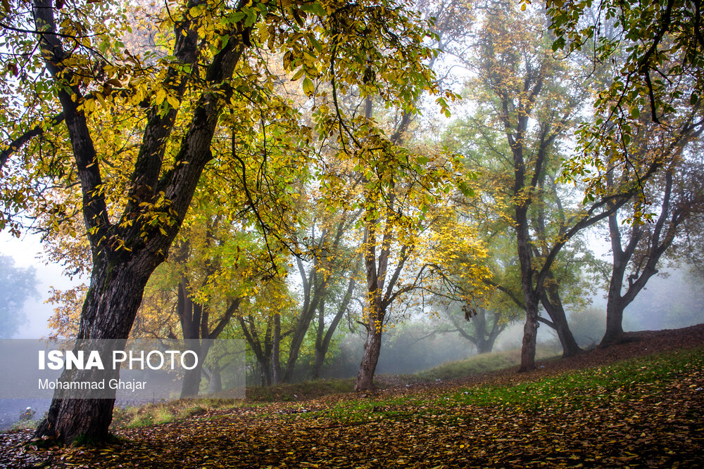 عکس/ پاییز سحرانگیز جنگل های گلستان