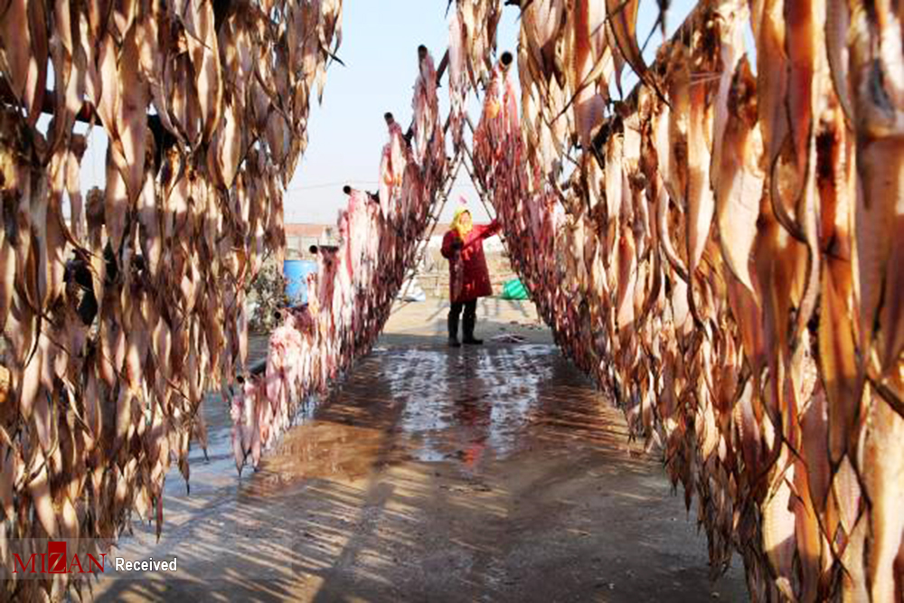 خشک کردن ماهی در چین