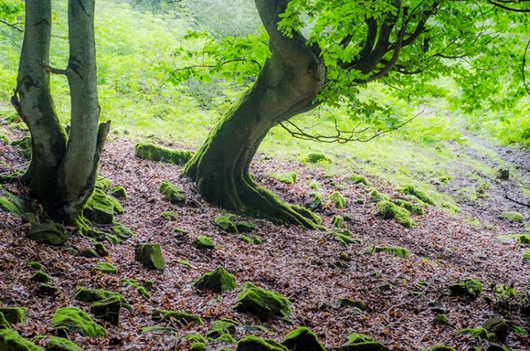 «ارفع ده» منطقه ای بکر و زیبا در شمال کشور