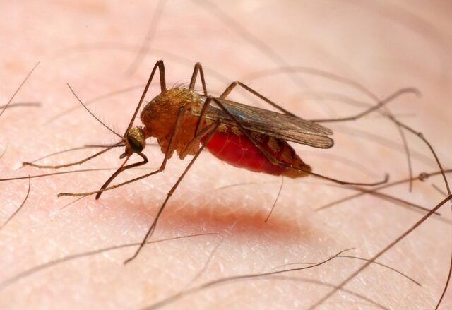 روند جهانی مقابله با مالاریا، بیماری عجیبی که چندین میلیون آدم می کشد!