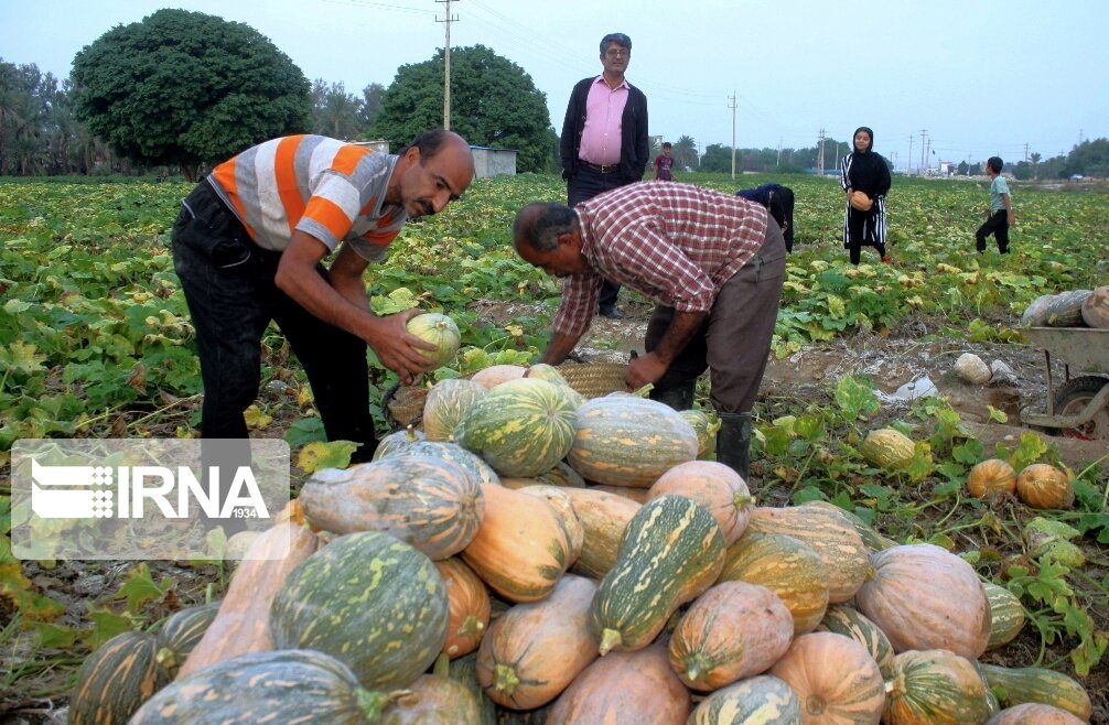 برداشت کدو از مزارع روستای دهقاید دشتستان