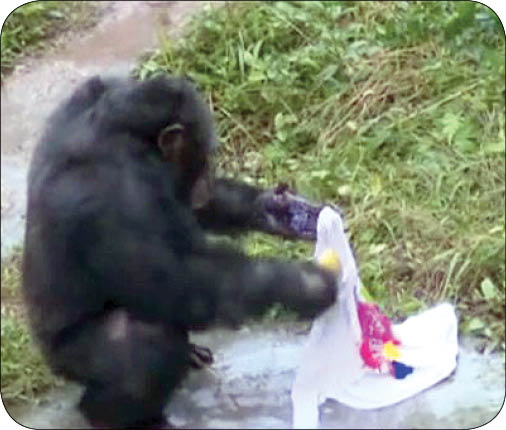 شامپانزه‌ای که لباس می‌شوید
