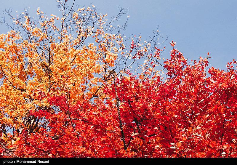 طبیعت پاییزی در گلستان