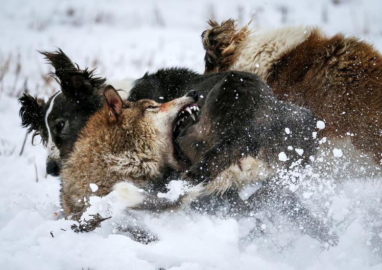 نزاع خونین گرگ و سگ شکاری در قزاقستان