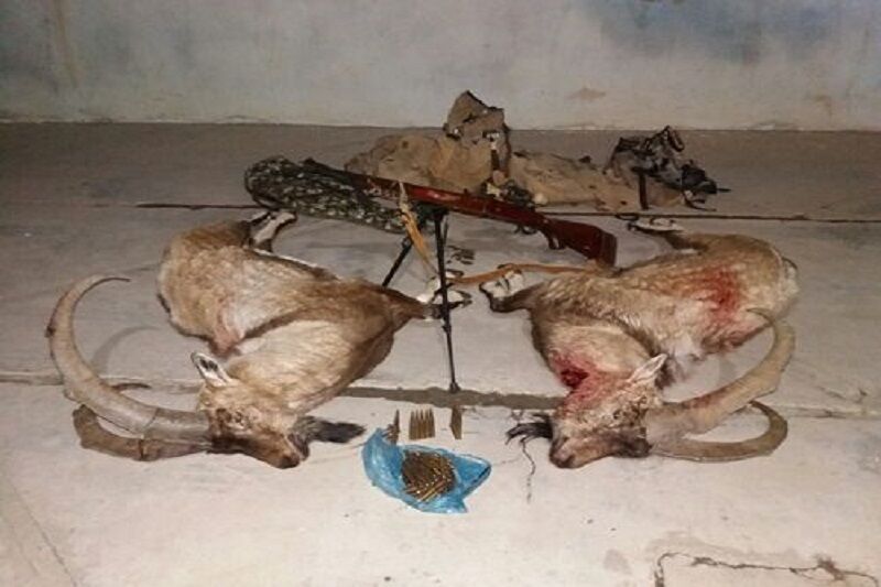 ۴ شکارچی همراه ۲ لاشه کل وحشی در قروه دستگیر شدند