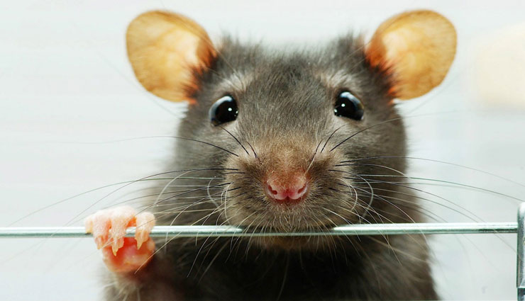 ۳ گام ساده برای از بین بردن موش در خان