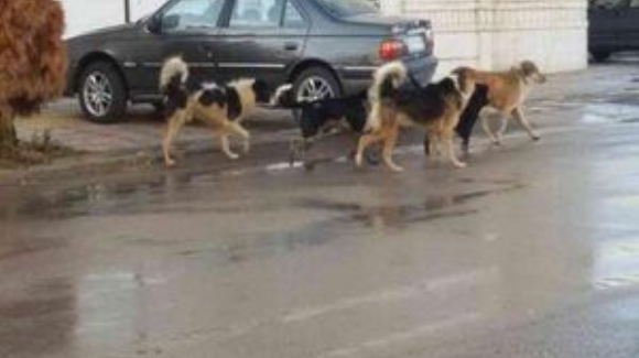 دومین مورد حمله سگ های خیابانی به کودکان در ارومیه