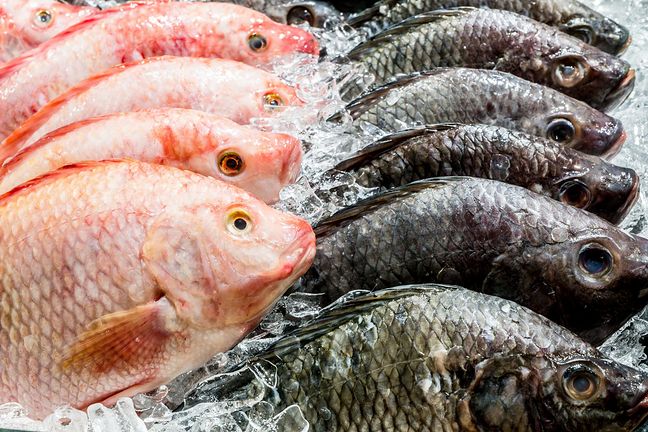 اختلاف قیمت ماهی در میادین میوه و تره‌بار نسبت به سطح شهر