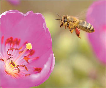 رمزگشایی دانشمندان از پرواز گروهی زنبورهای عسل