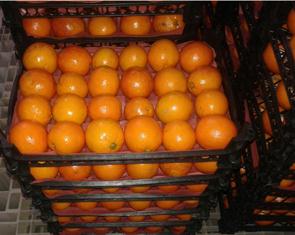 اعلام قیمت هر کیلوگرم پرتقال تامسون شب عید