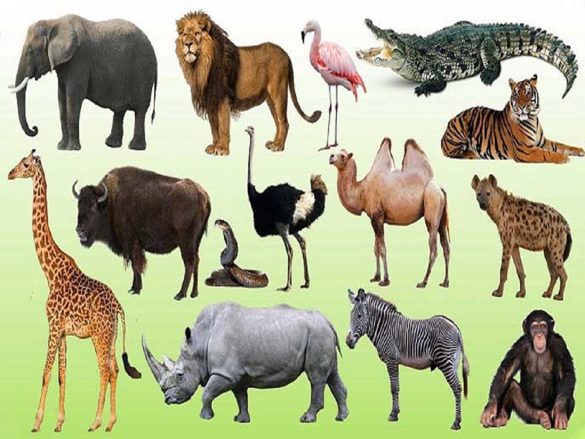 جانوران چگونه بلا‌های طبیعی را پیش بینی می‌کنند؟