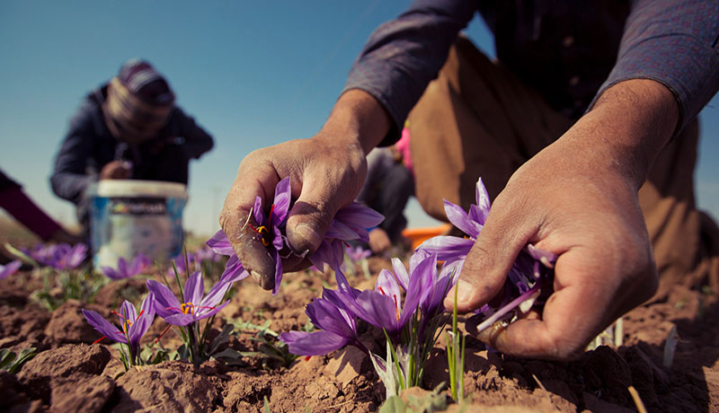 پرداخت ۳۲ درصد از مطالبات زعفران‌کاران