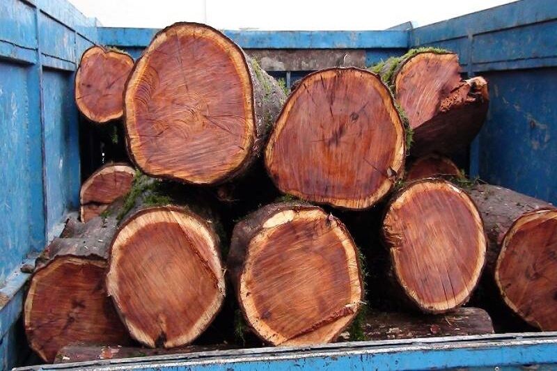 ۱۵ اصله چوب آلات قاچاق جنگلی در اردبیل کشف شد