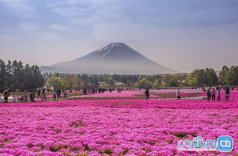 پارک هیتاچی؛، بهشتی از گلهای رنگارنگ در ژاپن