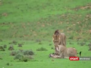 ناکام ماندن سیاست رفتاری شیرها برای کشاندن مادر کودو به شکارگاه! 