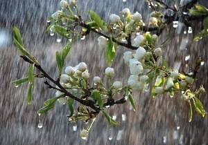 بارش پراکنده باران وضعیت غالب جوی زنجان در آغاز سال نو